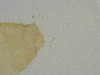 Mesobiotus liviae image