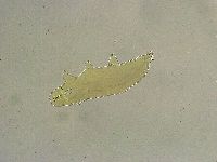 Mesobiotus liviae image
