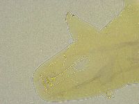 Mesobiotus liviae image