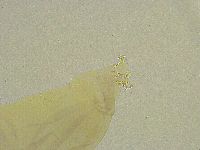 Mesobiotus liviae image