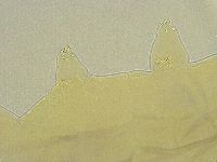 Mesobiotus liviae image