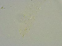 Mesobiotus liviae image