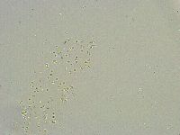 Mesobiotus liviae image