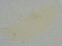 Mesobiotus liviae image