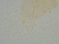 Mesobiotus liviae image