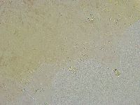 Mesobiotus liviae image