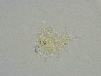 Mesobiotus liviae image