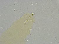 Mesobiotus liviae image