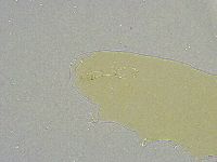 Mesobiotus liviae image