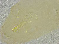Mesobiotus liviae image