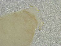 Mesobiotus liviae image