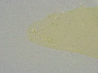 Mesobiotus liviae image