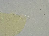 Mesobiotus liviae image