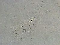 Mesobiotus liviae image