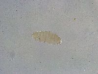 Mesobiotus liviae image