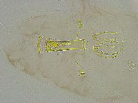 Mesobiotus liviae image