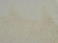 Mesobiotus liviae image