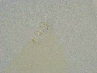 Mesobiotus liviae image