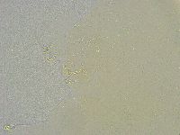 Mesobiotus liviae image