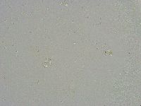 Mesobiotus liviae image