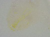 Mesobiotus liviae image