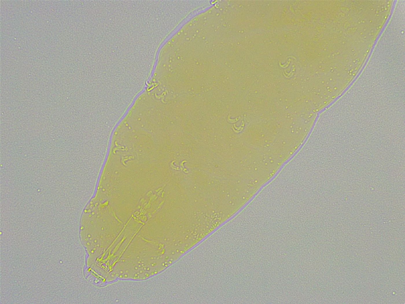 Mesobiotus liviae image