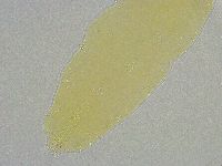 Mesobiotus liviae image