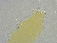 Mesobiotus liviae image