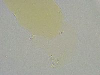 Mesobiotus liviae image