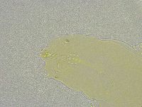 Mesobiotus liviae image