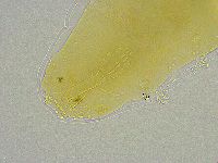 Mesobiotus liviae image