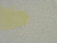 Mesobiotus liviae image