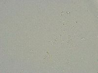 Mesobiotus liviae image