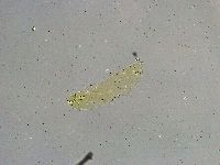Mesobiotus liviae image