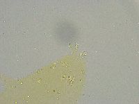 Mesobiotus liviae image