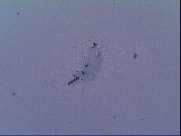 Mesobiotus liviae image
