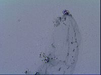 Mesobiotus liviae image