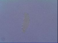 Mesobiotus liviae image