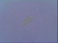Mesobiotus liviae image