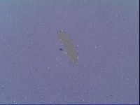 Mesobiotus liviae image