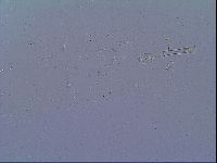 Mesobiotus liviae image