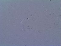 Mesobiotus liviae image