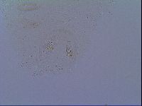 Mesobiotus liviae image