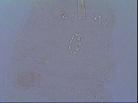 Mesobiotus liviae image
