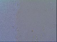 Mesobiotus liviae image