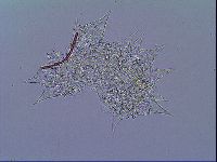 Mesobiotus liviae image