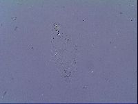 Mesobiotus liviae image