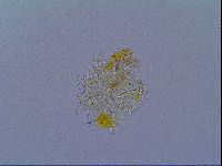 Mesobiotus liviae image