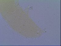 Mesobiotus liviae image