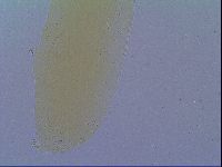 Mesobiotus liviae image